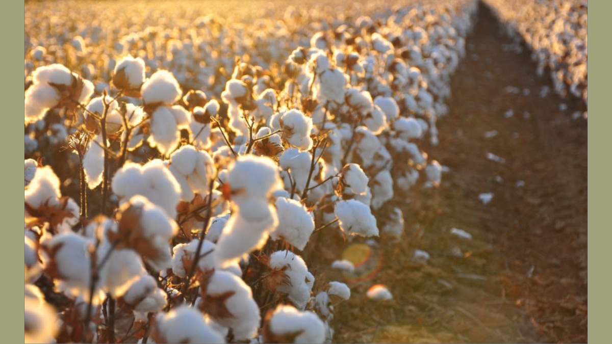 Organic Is More Important Than You Think